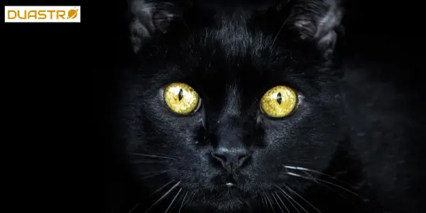 Black Cats - Superstitions and Symbolism